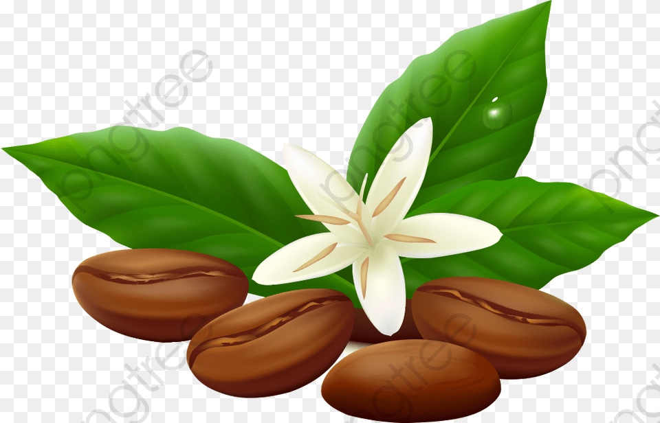 Beans Vector Coffee Bean Leaf Vector, Flower, Plant, Food, Produce Png Image