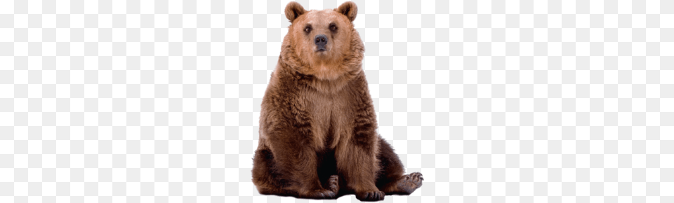 Bear, Animal, Mammal, Wildlife, Brown Bear Free Transparent Png