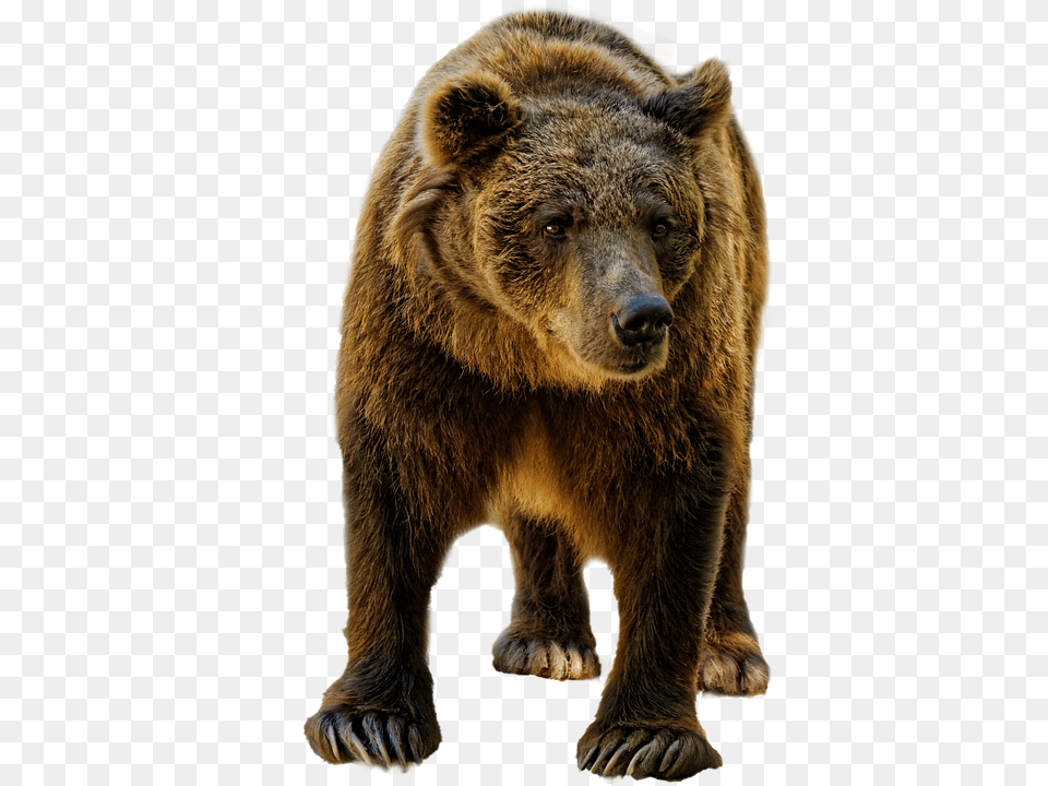 Bear Animal, Mammal, Wildlife, Brown Bear Png