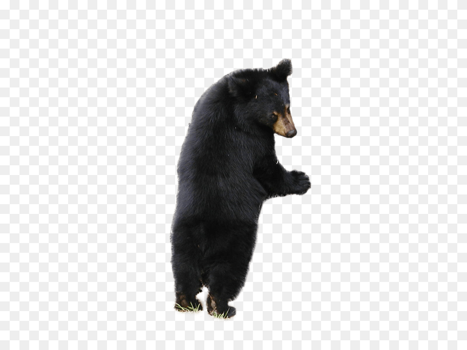 Bear, Animal, Mammal, Wildlife, Black Bear Free Png Download