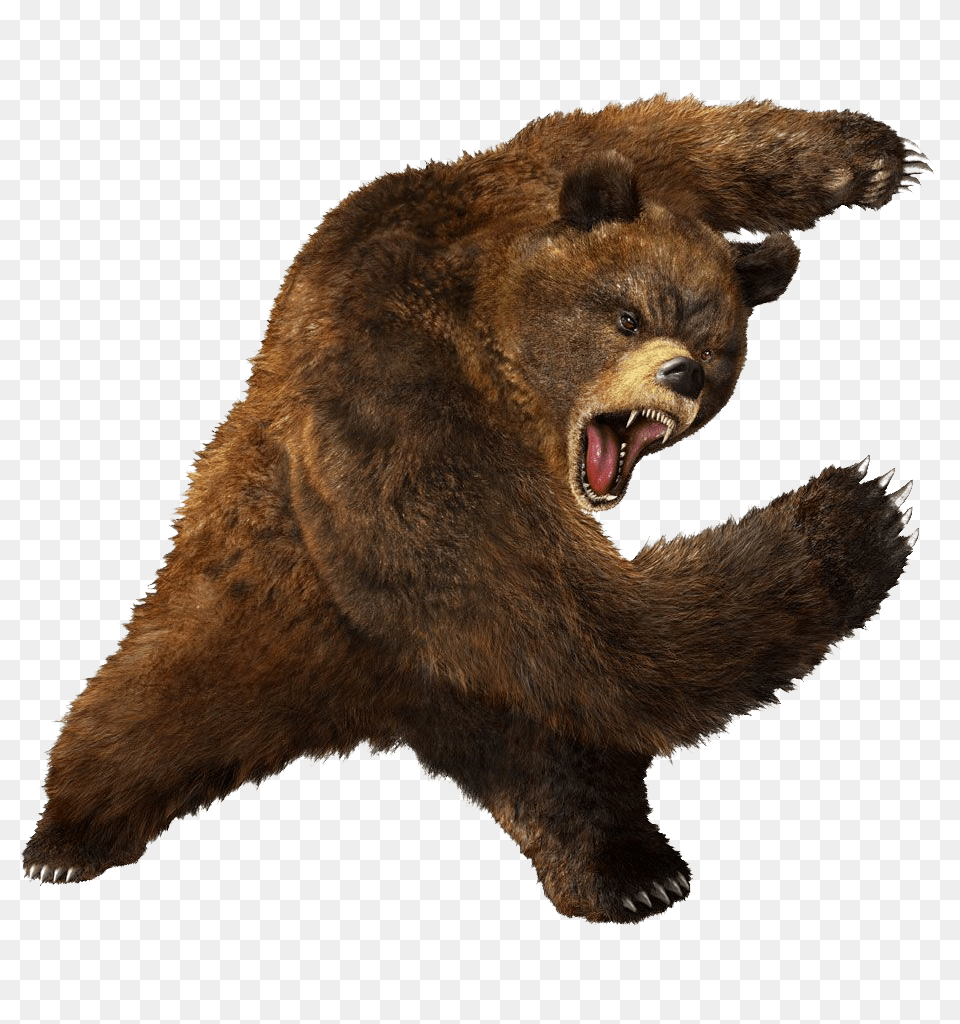 Bear, Animal, Mammal, Wildlife, Brown Bear Png Image