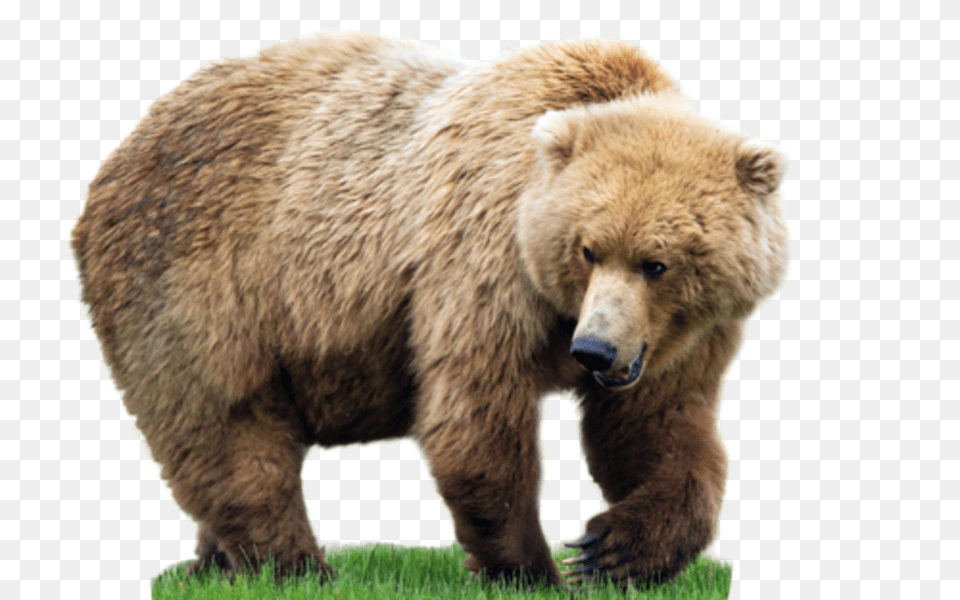 Bear, Animal, Mammal, Wildlife, Brown Bear Free Png Download