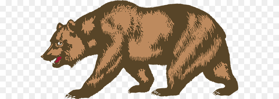 Bear Animal, Mammal, Brown Bear, Wildlife Png Image