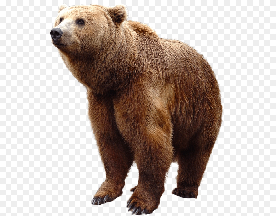 Bear, Animal, Mammal, Wildlife, Brown Bear Png