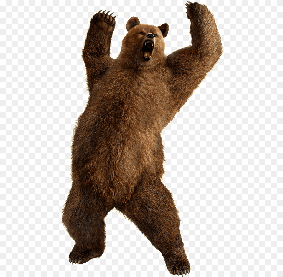 Bear, Animal, Mammal, Wildlife, Brown Bear Free Transparent Png