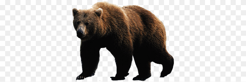 Bear, Animal, Mammal, Wildlife, Brown Bear Png