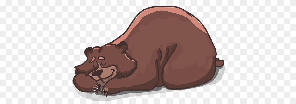 Bear Animal, Mammal, Hippo, Wildlife Free Png Download