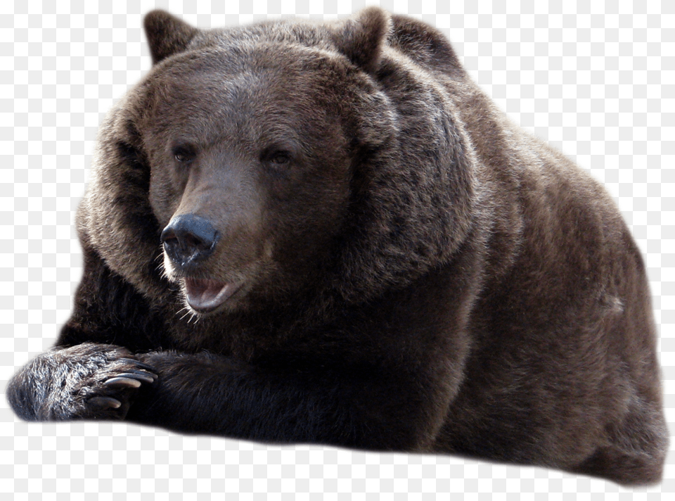 Bear, Animal, Mammal, Wildlife, Brown Bear Png Image