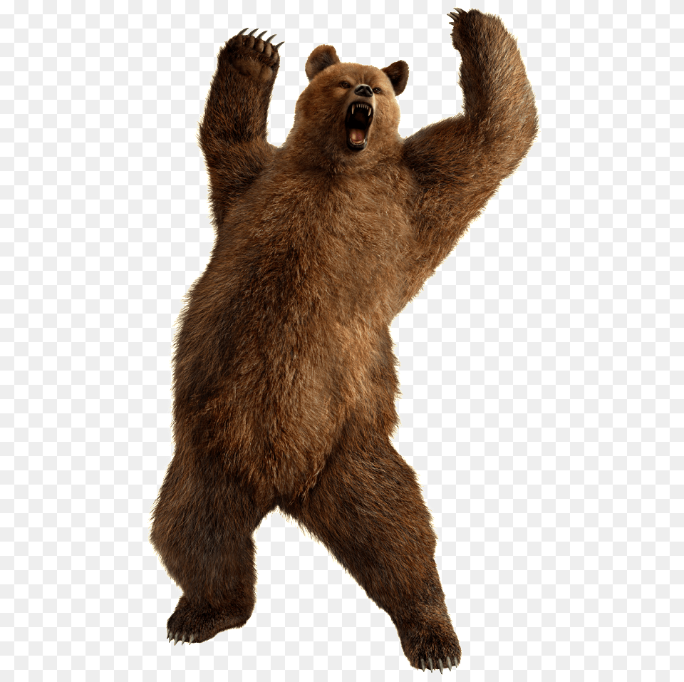 Bear, Animal, Mammal, Wildlife, Brown Bear Png