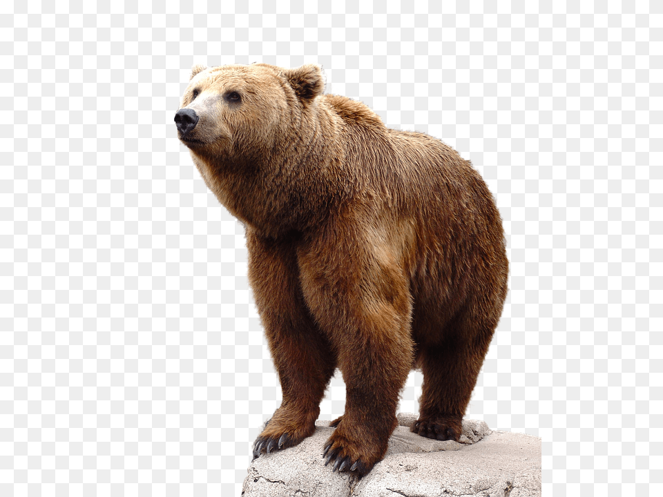 Bear, Animal, Mammal, Wildlife, Brown Bear Png Image