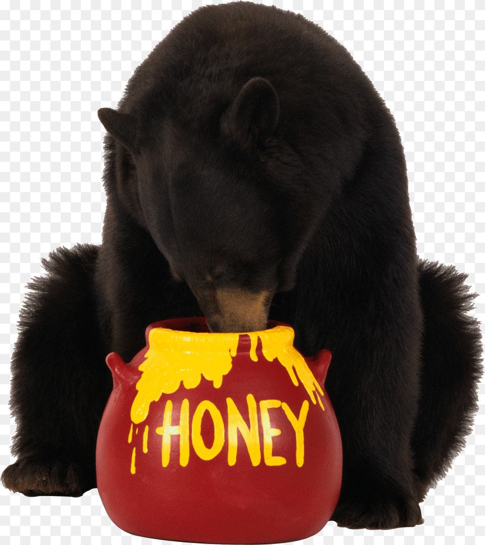 Bear, Animal, Mammal, Wildlife, Black Bear Png