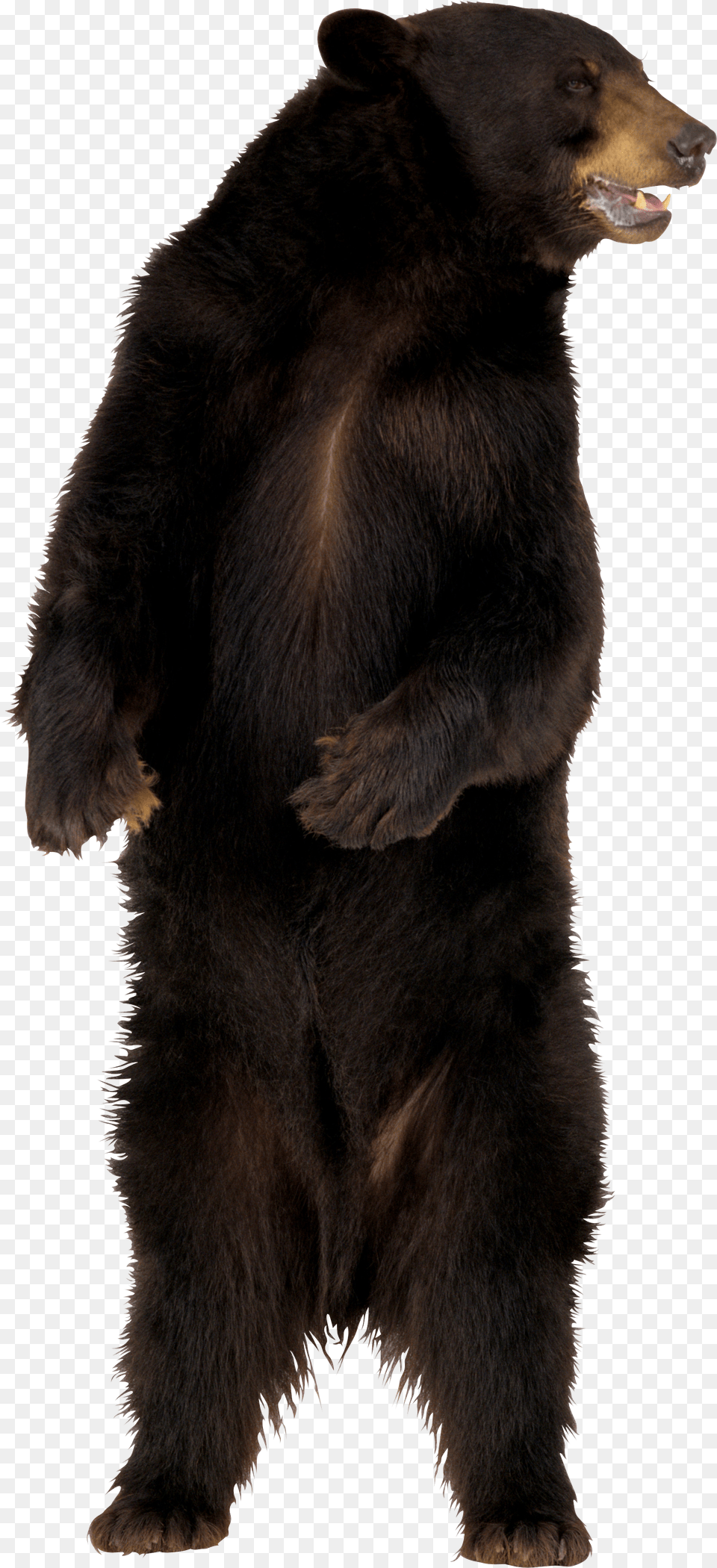 Bear Png