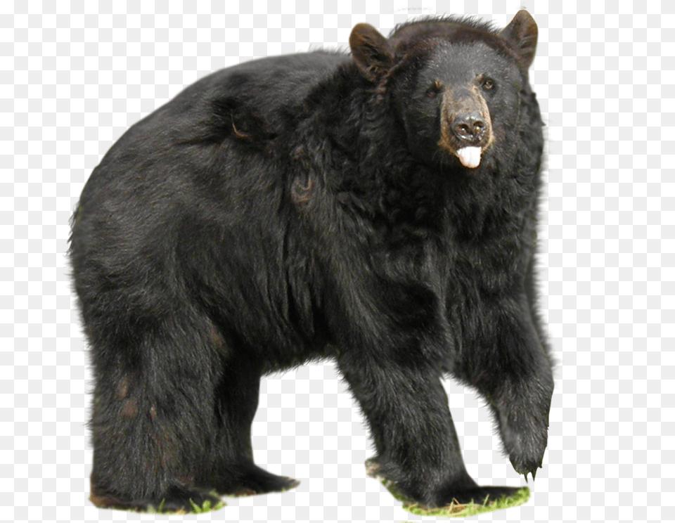 Bear, Animal, Mammal, Wildlife, Black Bear Png