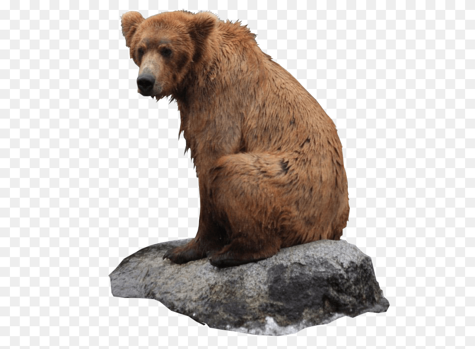 Bear, Animal, Mammal, Wildlife, Brown Bear Png Image