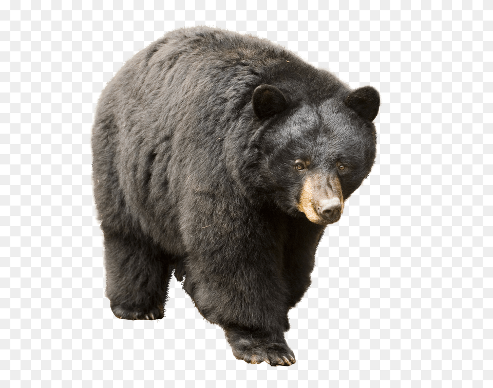 Bear Png Image