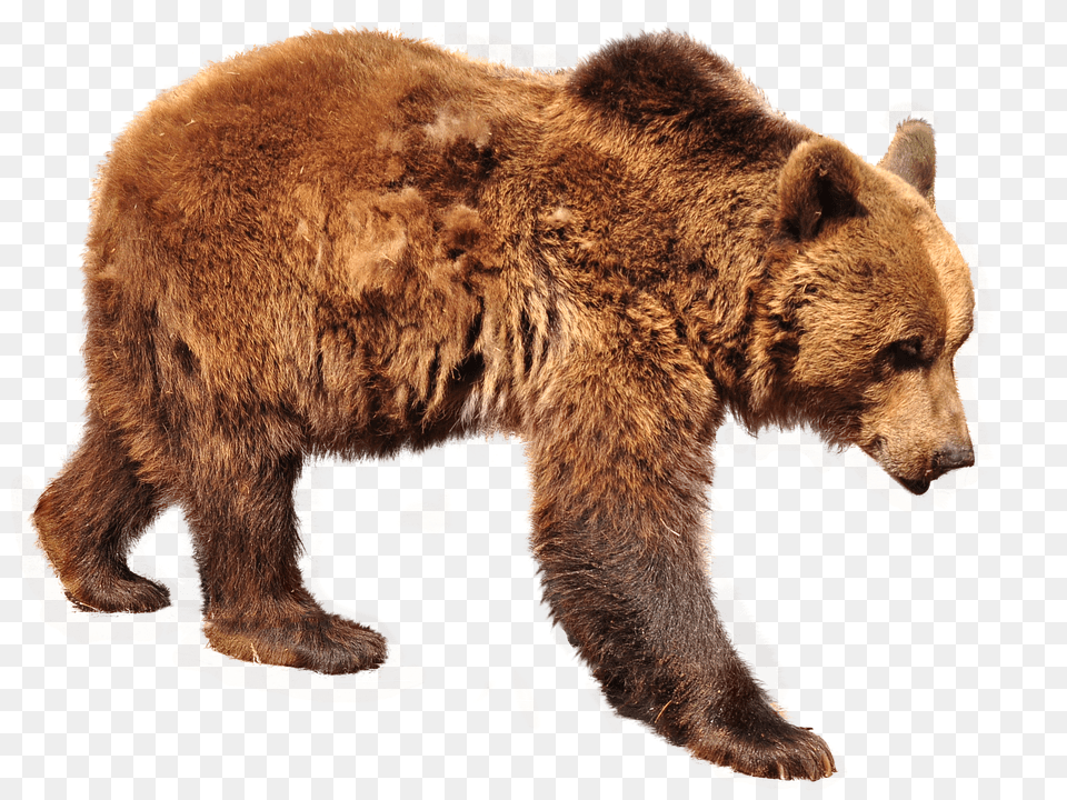 Bear Animal, Mammal, Wildlife, Brown Bear Free Png