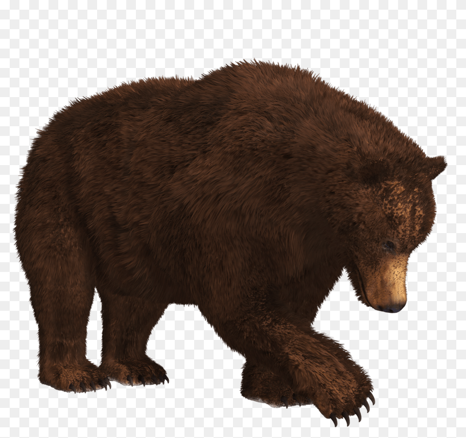 Bear, Animal, Mammal, Wildlife, Brown Bear Png