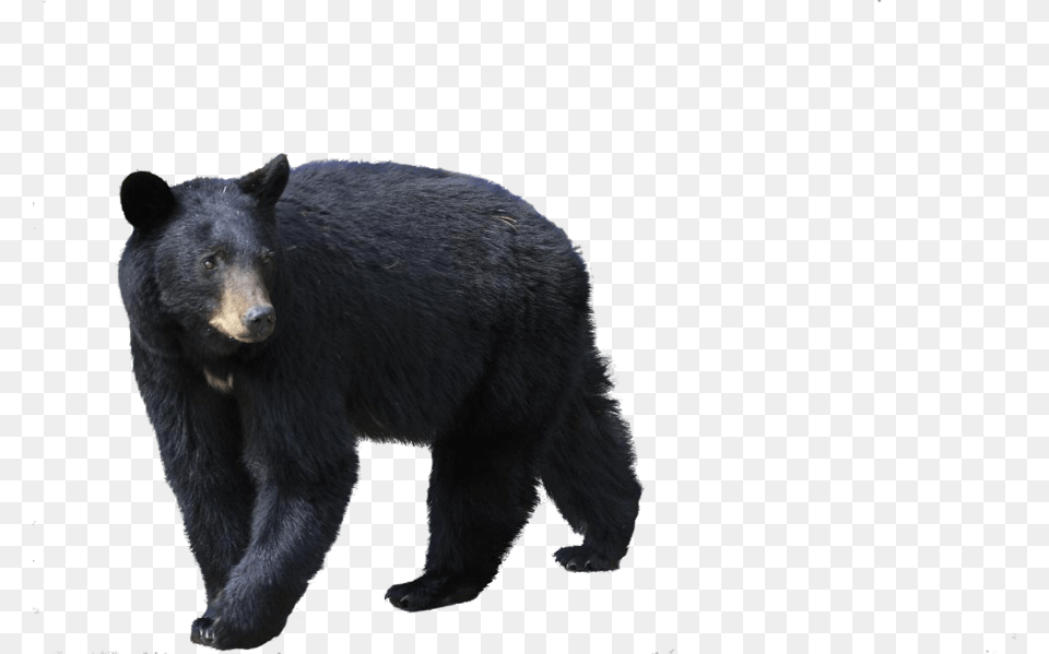 Bear, Animal, Mammal, Wildlife, Black Bear Free Png Download