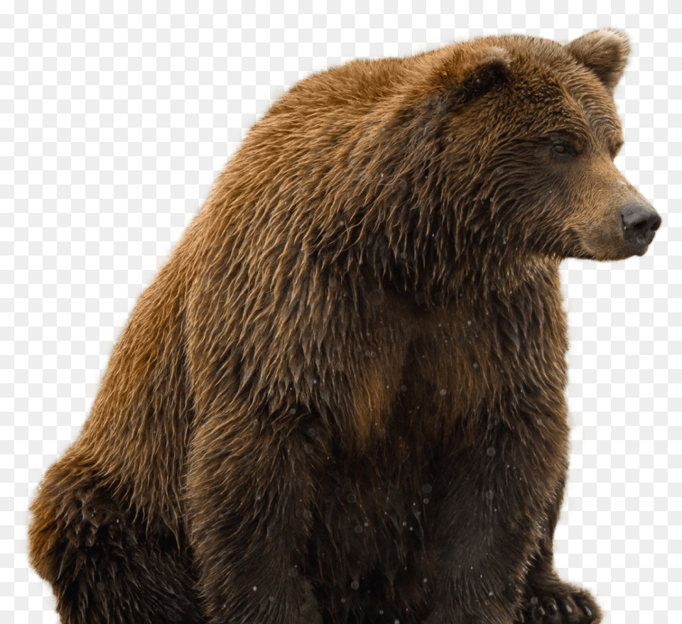 Bear, Animal, Mammal, Wildlife, Brown Bear Free Png Download