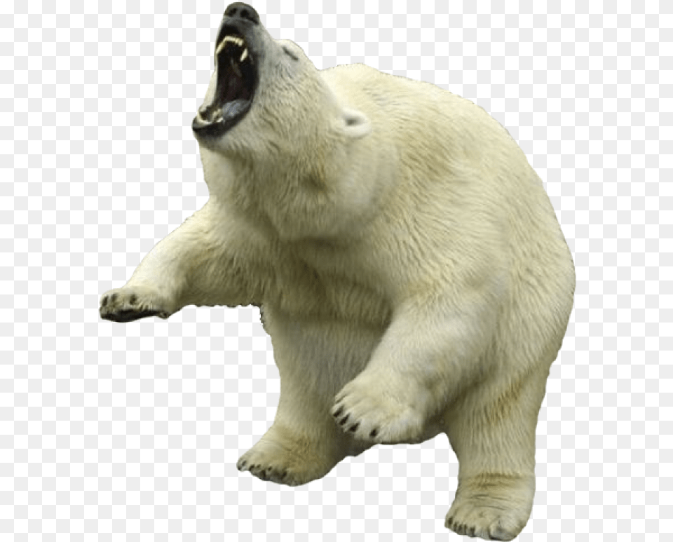 Bear, Animal, Mammal, Wildlife, Polar Bear Free Png