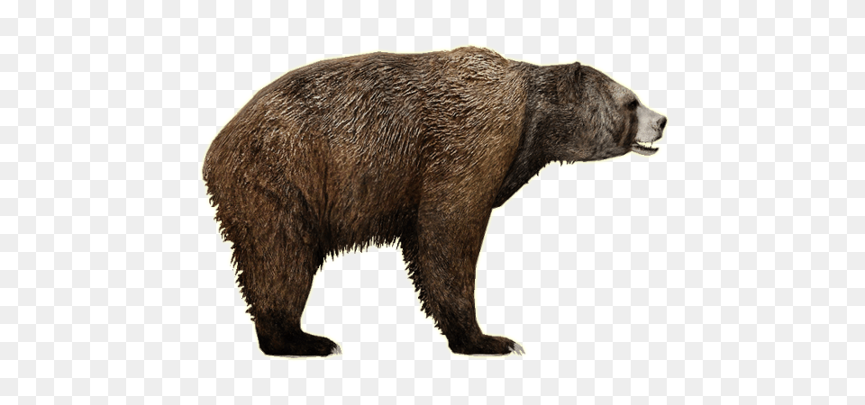 Bear, Animal, Mammal, Wildlife, Brown Bear Png