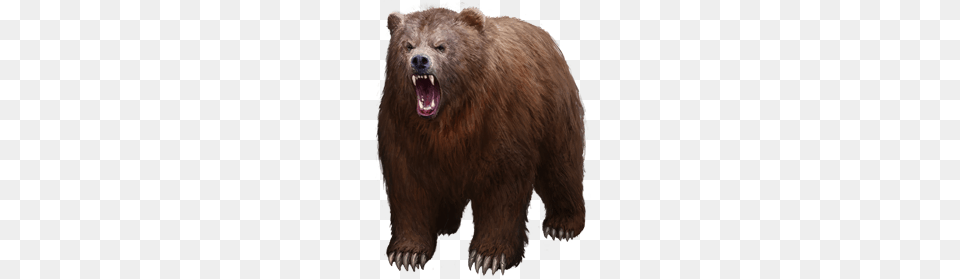 Bear, Animal, Mammal, Wildlife, Brown Bear Png Image