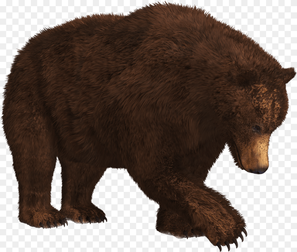 Bear, Animal, Mammal, Wildlife, Brown Bear Png Image