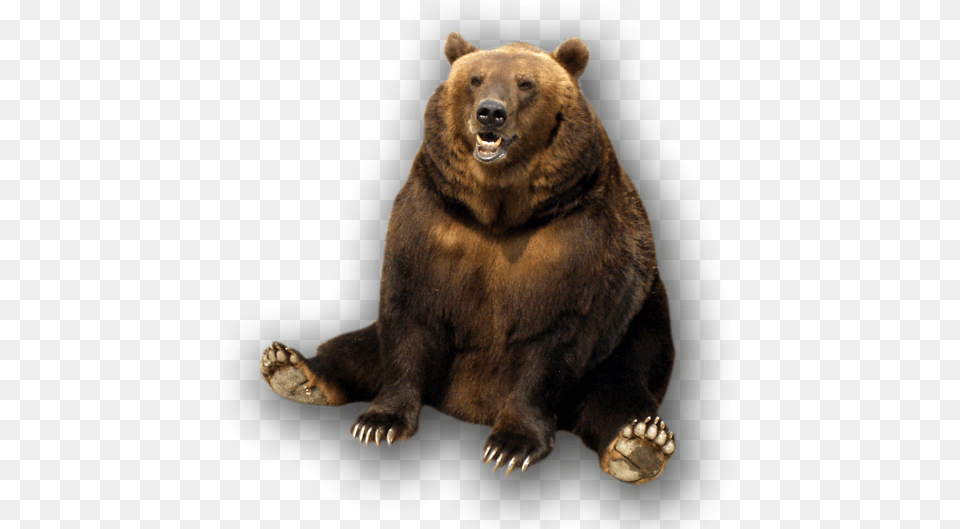 Bear, Animal, Mammal, Wildlife, Brown Bear Free Transparent Png