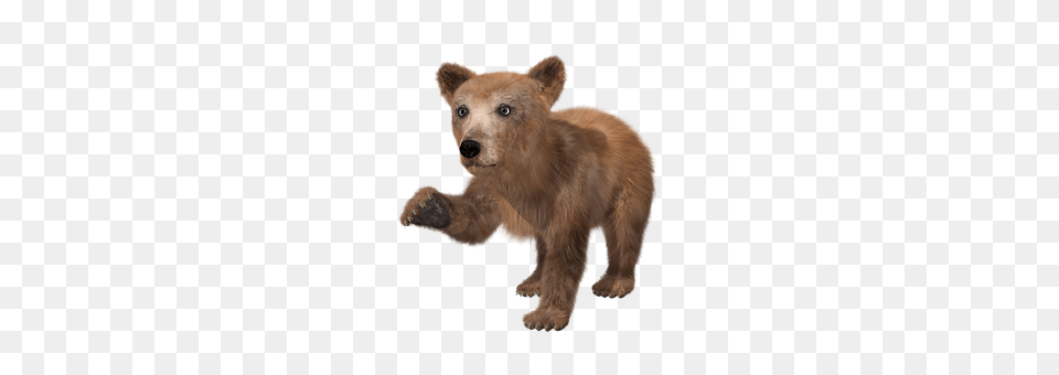 Bear Animal, Mammal, Wildlife, Brown Bear Free Transparent Png