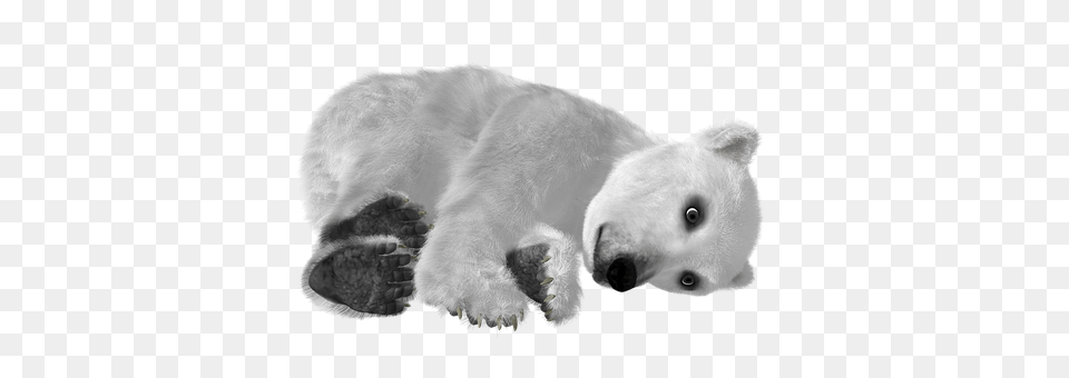 Bear Animal, Mammal, Wildlife, Polar Bear Png