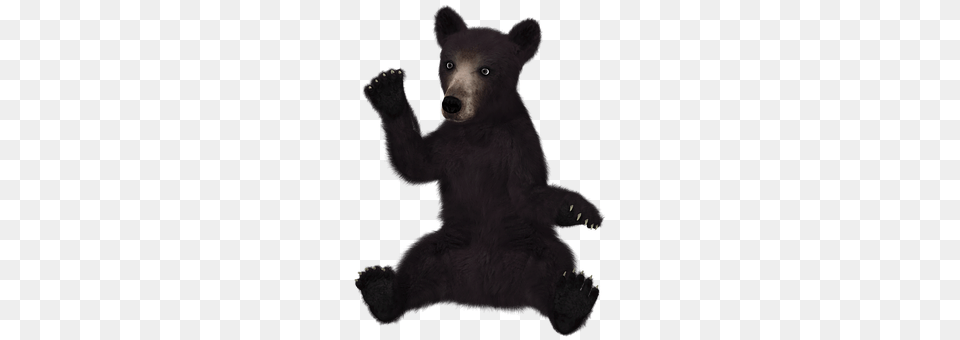 Bear Animal, Mammal, Wildlife, Black Bear Png