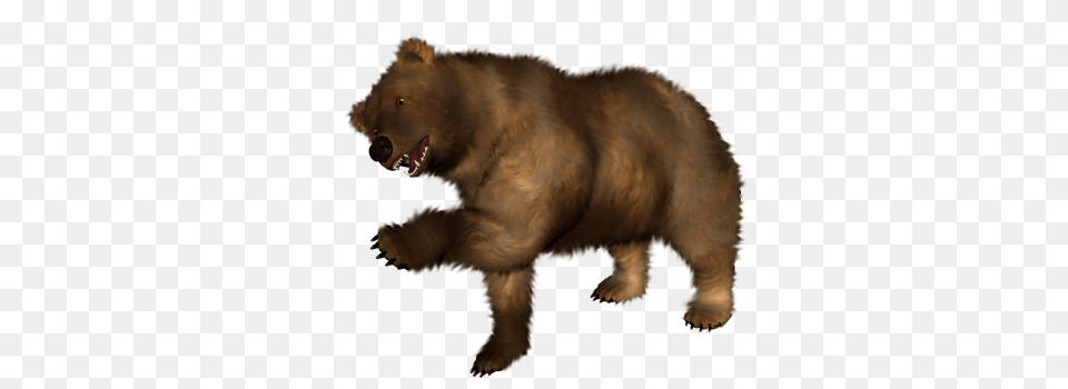 Bear, Animal, Mammal, Wildlife, Brown Bear Free Png Download