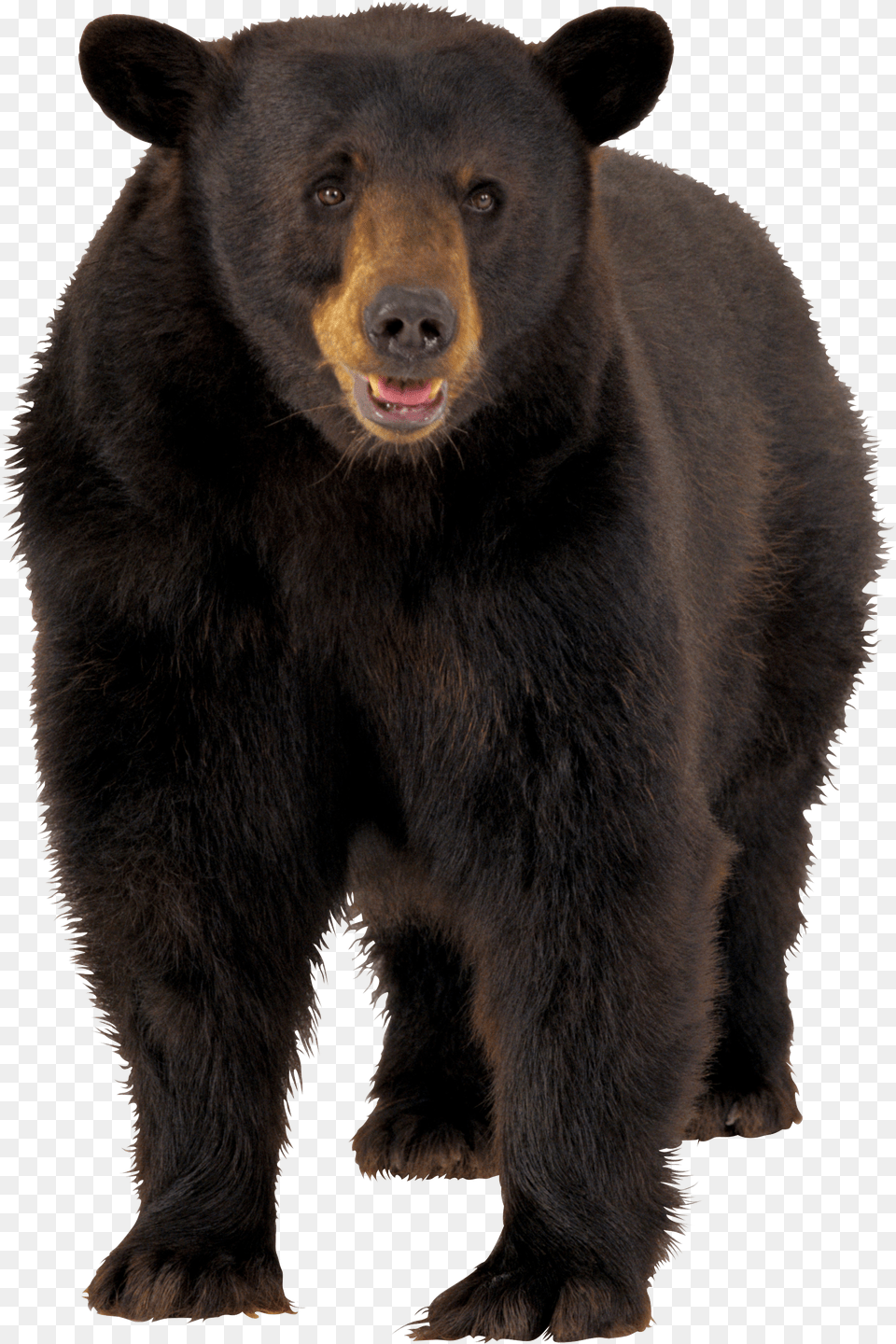 Bear, Weapon, Bow Png