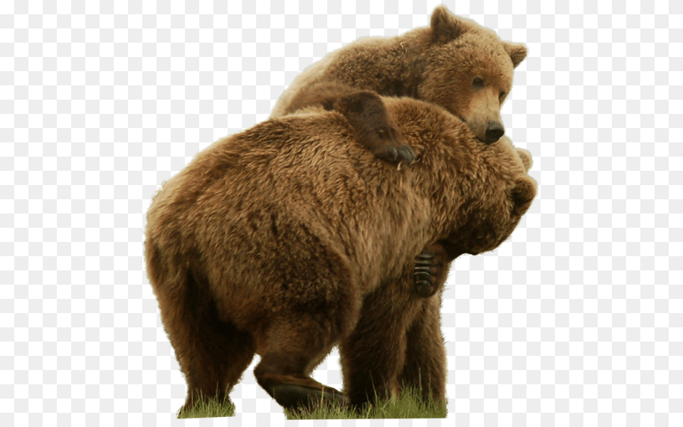 Bear, Animal, Mammal, Wildlife, Brown Bear Free Png