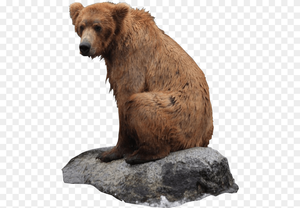 Bear Bear Sitting Background, Animal, Mammal, Wildlife, Brown Bear Free Png