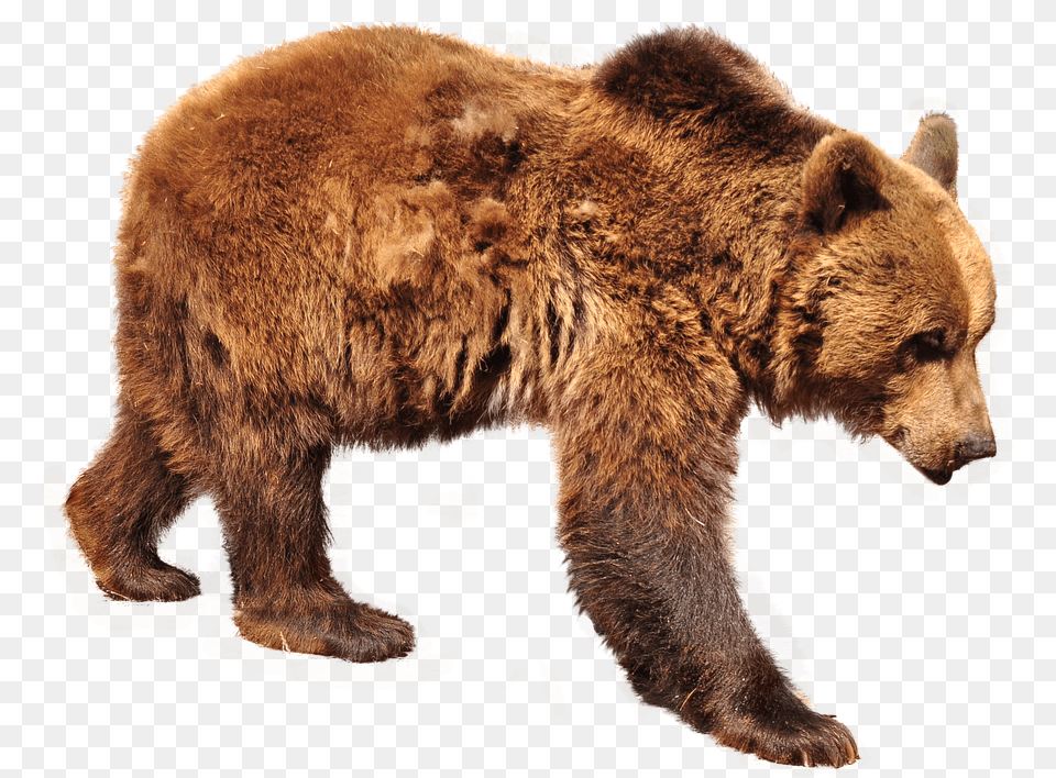 Bear Brown Bear Isolated Nature Animals Forest, Animal, Mammal, Wildlife, Brown Bear Png Image