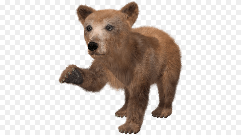 Bear Brown Bear Young Toon Te Real Baby Bear, Animal, Mammal, Wildlife, Brown Bear Png Image