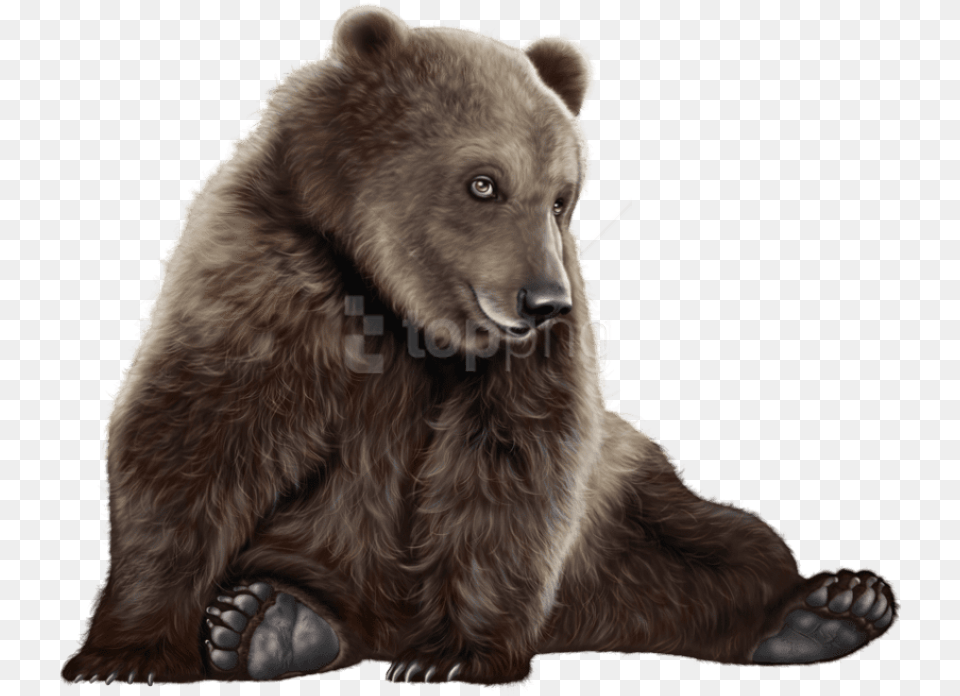 Bear Clip Art Baby Black Polar Bear, Animal, Mammal, Wildlife, Brown Bear Free Png Download
