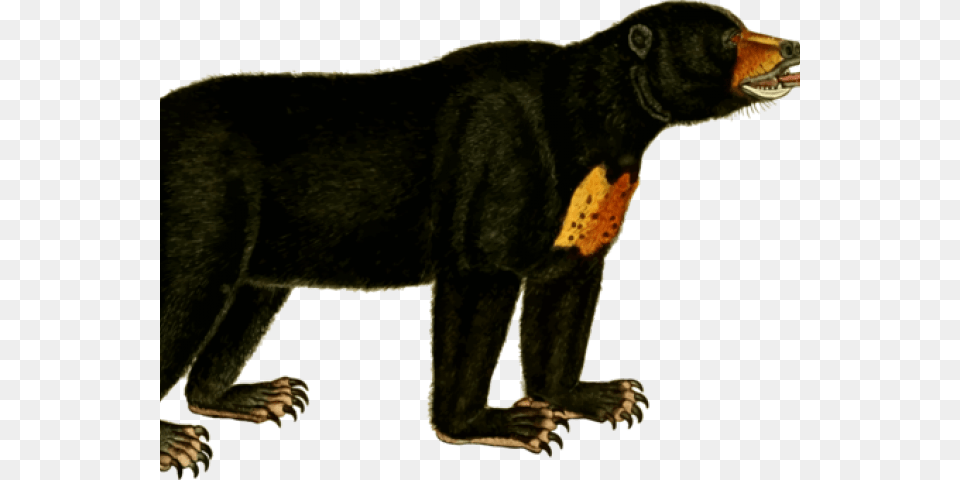 Bear Cub Clipart Sun Bear Clip Art, Animal, Canine, Dog, Mammal Png Image