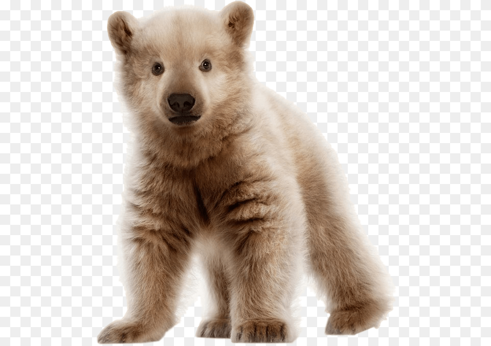 Bear Cub Polar Bear And Grizzly Bear Cub, Animal, Mammal, Wildlife, Polar Bear Png Image