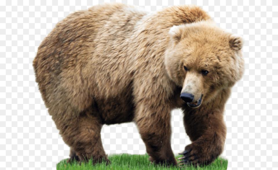 Bear File Keyring Bear Grass Thick Walk, Animal, Mammal, Wildlife, Brown Bear Png