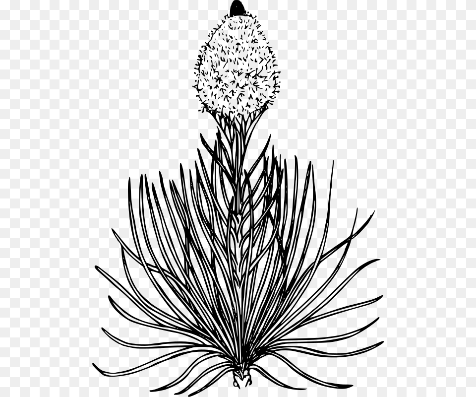 Bear Grass Flower Drawing, Gray Png