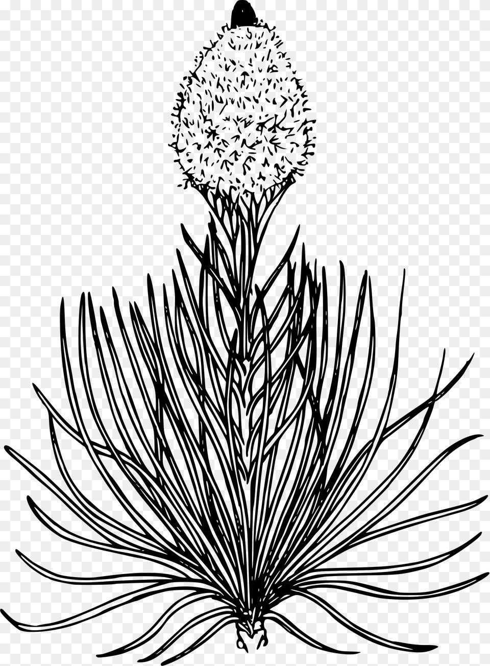 Bear Grass Flower Drawing, Gray Png Image