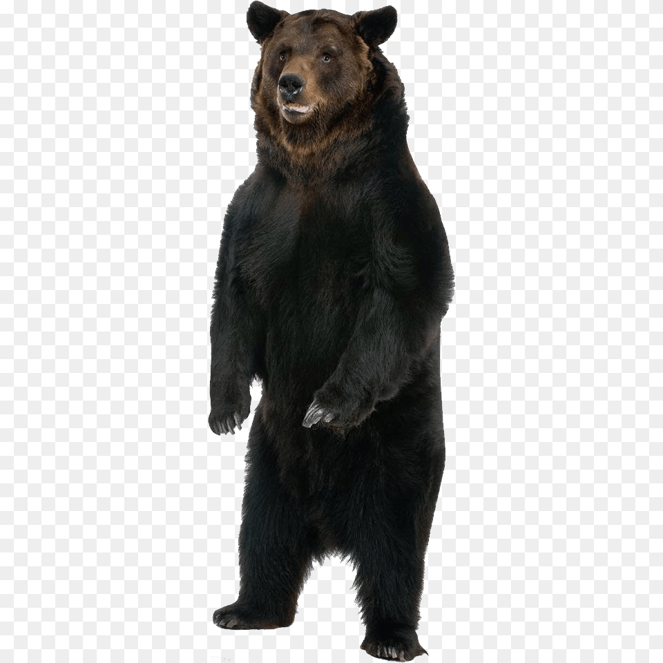 Bear Growl With The Animals, Animal, Mammal, Wildlife, Brown Bear Free Png Download