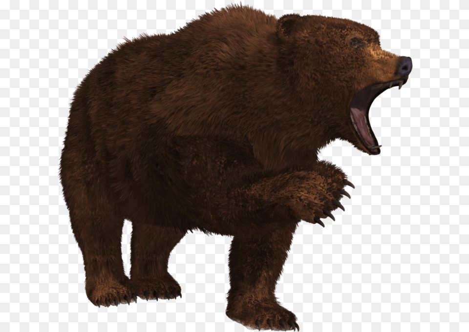 Bear Growling Bear, Animal, Mammal, Wildlife, Brown Bear Free Png