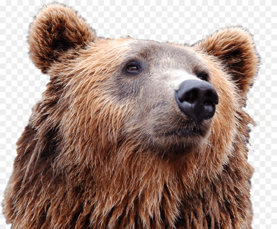 Bear Head Image Puppy Russian Bear Dog, Animal, Mammal, Wildlife, Brown Bear Free Png Download