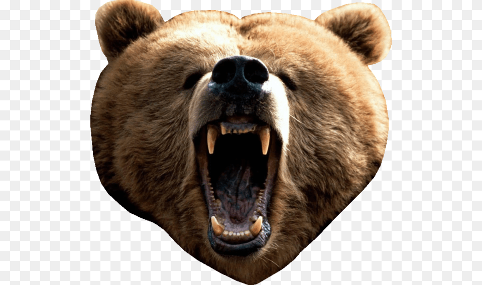 Bear Head Real Bear Head, Animal, Mammal, Wildlife, Brown Bear Png