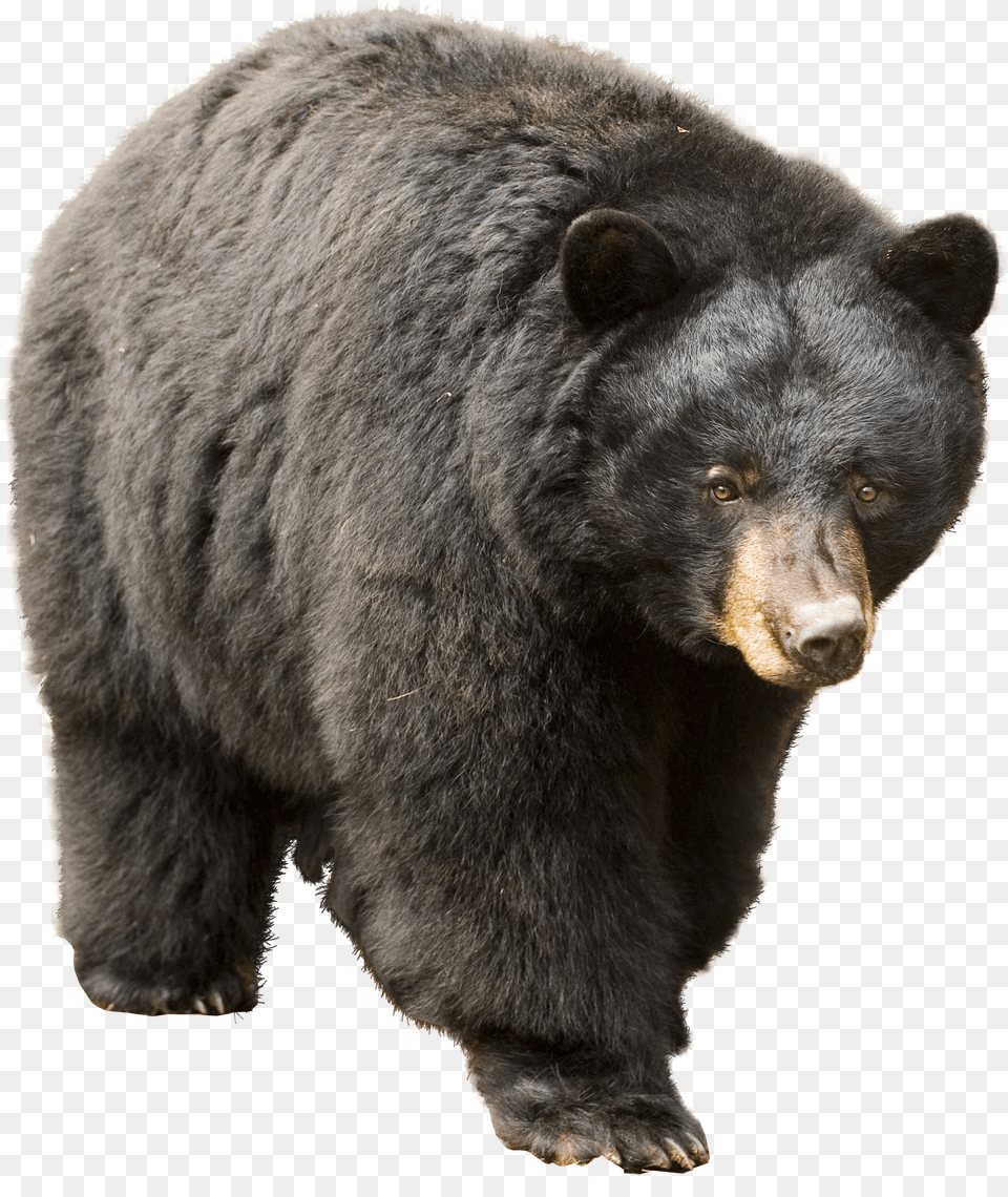 Bear Icon Clipart American Black Bear Png Image
