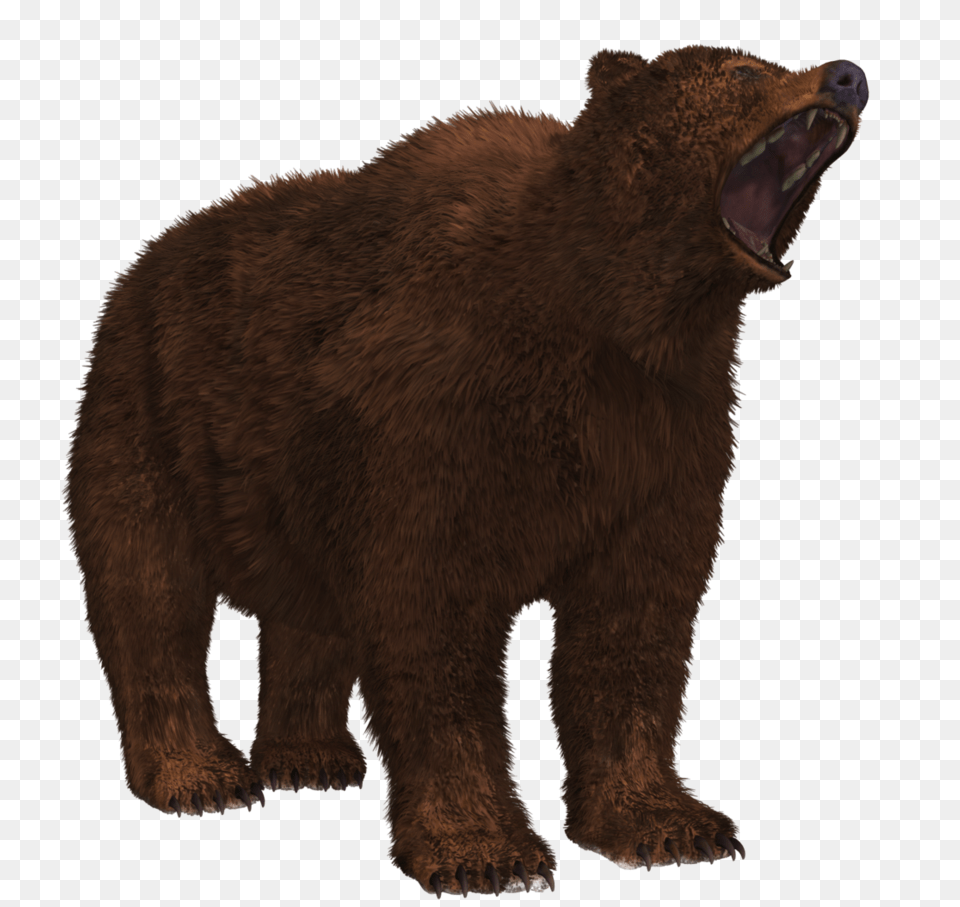 Bear Image Animals, Animal, Mammal, Wildlife, Brown Bear Free Transparent Png