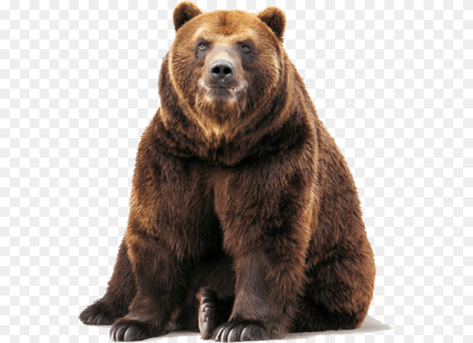 Bear Image Grizzly Bear White Background, Animal, Mammal, Wildlife, Brown Bear Png